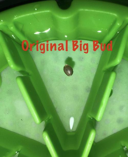 Original Big Bud. Week 0 - Day 1 germination