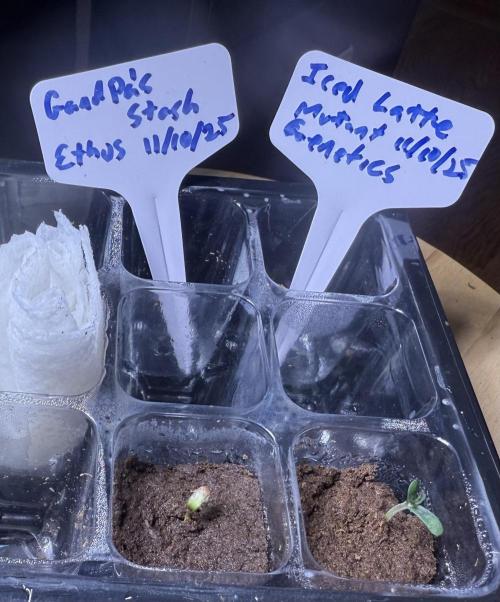 Grandpa’s Stash. Week 0 - Day 4 germ