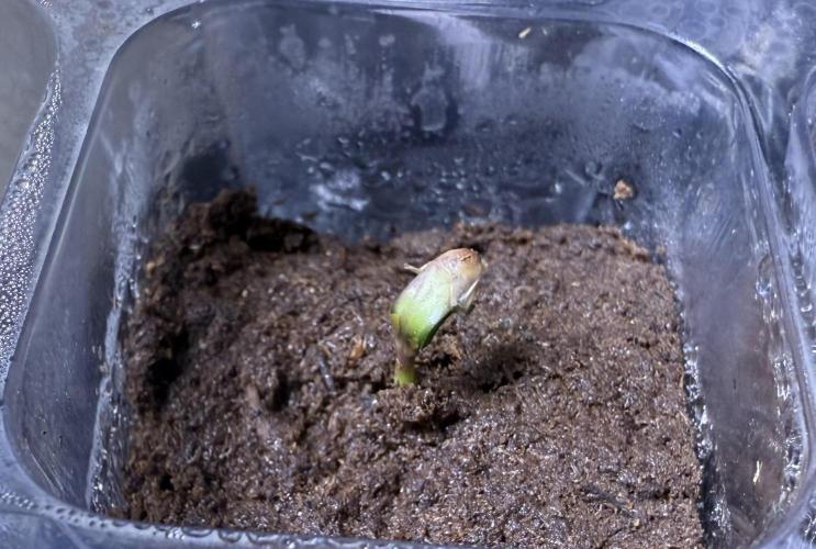 Grandpa’s Stash. Week 0 - Day 4 germ