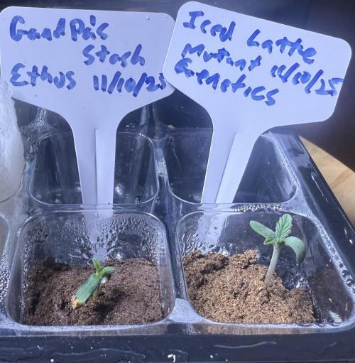 Grandpa’s Stash. Week 0 - Day 5 germ