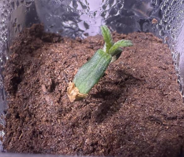 Grandpa’s Stash. Week 0 - Day 5 germ