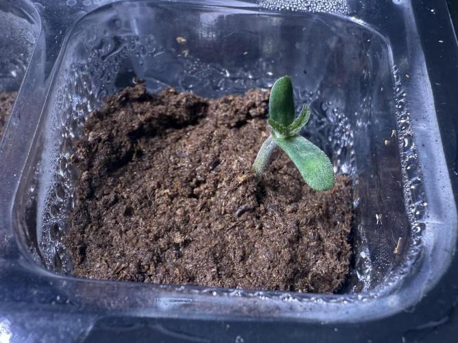 Iced Latte. Week 0 - Day 4 germ