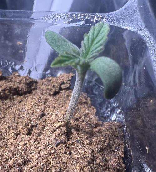 Iced Latte. Week 0 - Day 5 germ