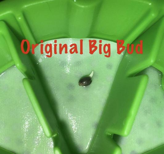 Original Big Bud. Week 0 - Day 2 germination 