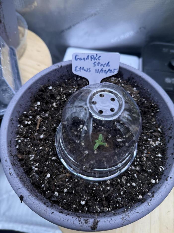 Grandpa’s Stash. Week 1 - Day 1 