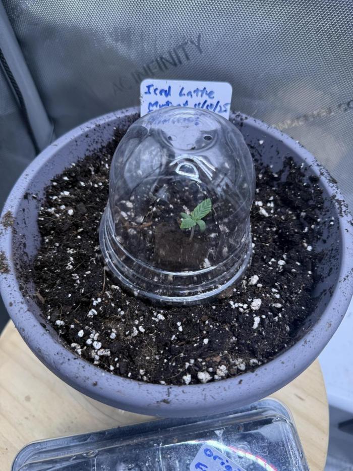 Iced Latte. Week 1 - Day 1