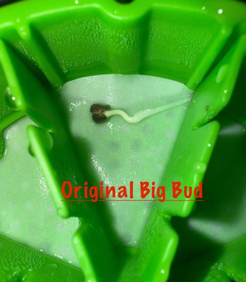 Original Big Bud. Week 0 - Day 3 germination 