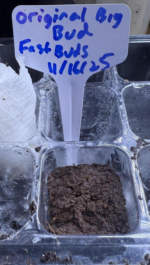 Original Big Bud. Week 0 - Day 3 germination 