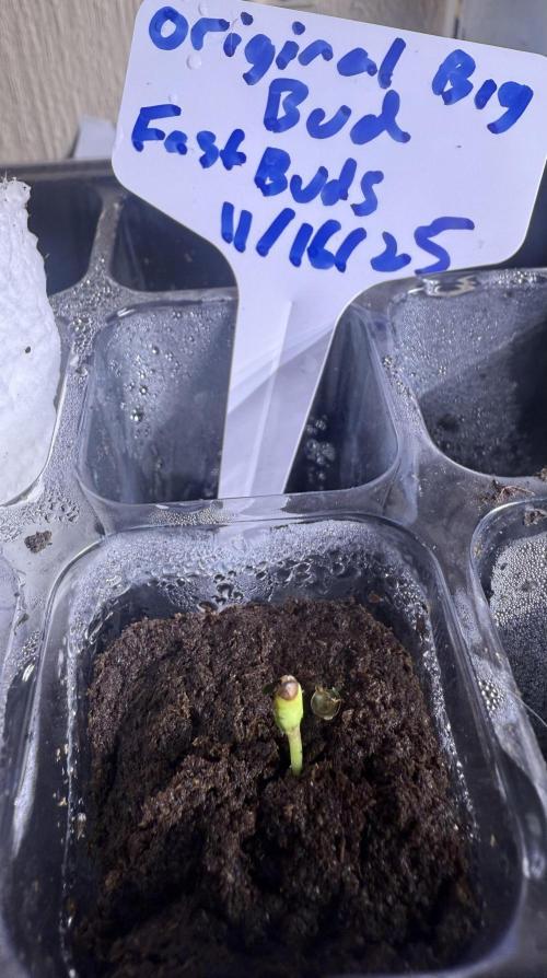 Original Big Bud. Week 0 - Day 4 germination 