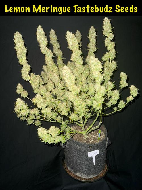 Lemon Meringue. Week 12 - Day 82