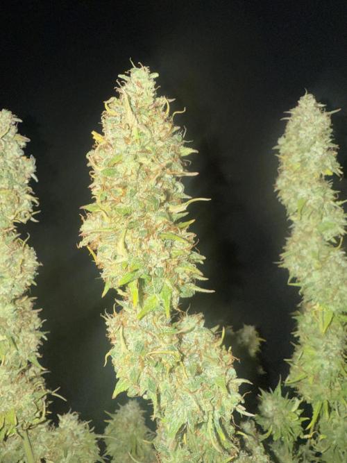 Lemon Meringue. Week 12 - Day 82