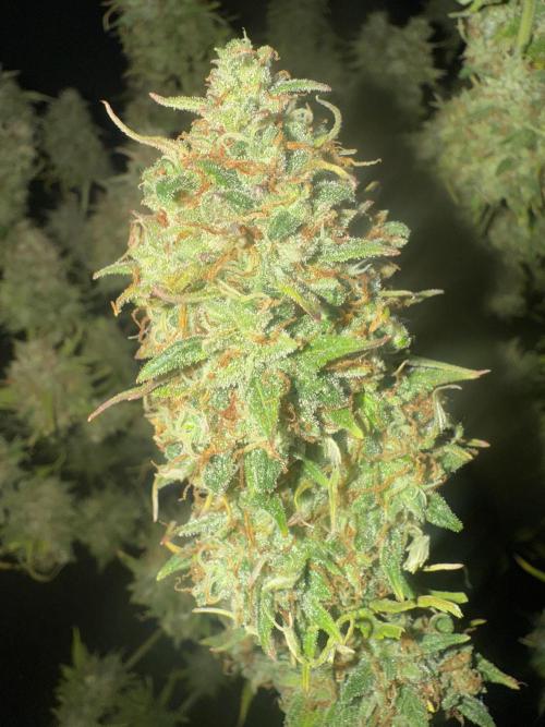 Lemon Meringue. Week 12 - Day 82