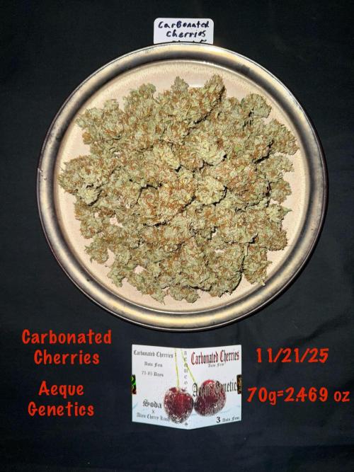 Carbonated Cherries. Week 12