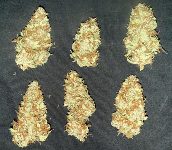 Carbonated Cherries. Week 12