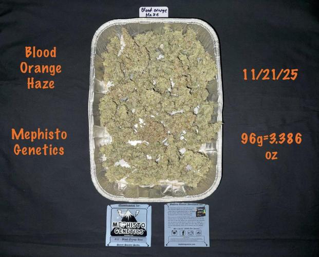 Blood Orange Haze. Week 12