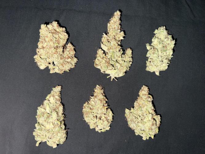 Blood Orange Haze. Week 12