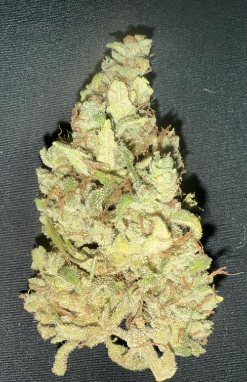 Blood Orange Haze. Week 12