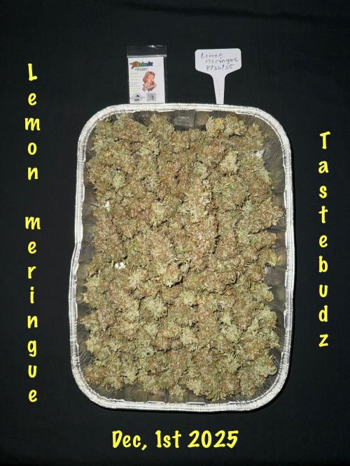 Lemon Meringue. Week 13