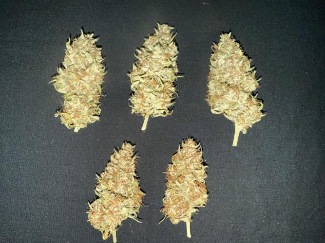 Lemon Meringue. Week 13