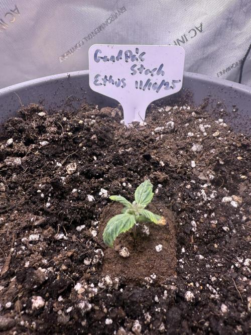 Grandpa’s Stash. Week 1 - Day 4