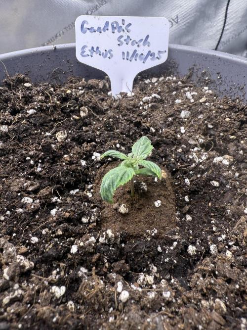 Grandpa’s Stash. Week 1 - Day 5