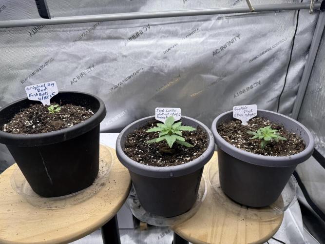 Grandpa’s Stash. Week 2 - Day 12