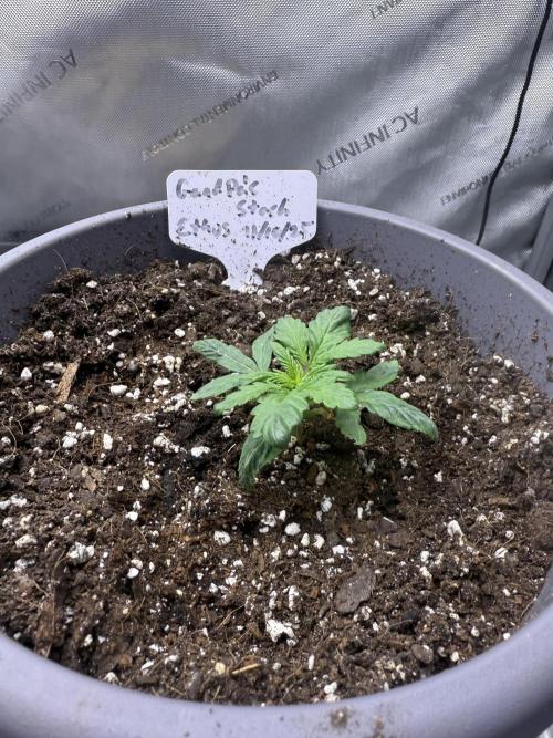 Grandpa’s Stash. Week 2 - Day 12