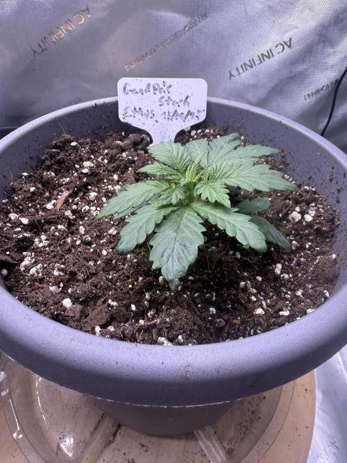 Grandpa’s Stash. Week 2 - Day 14