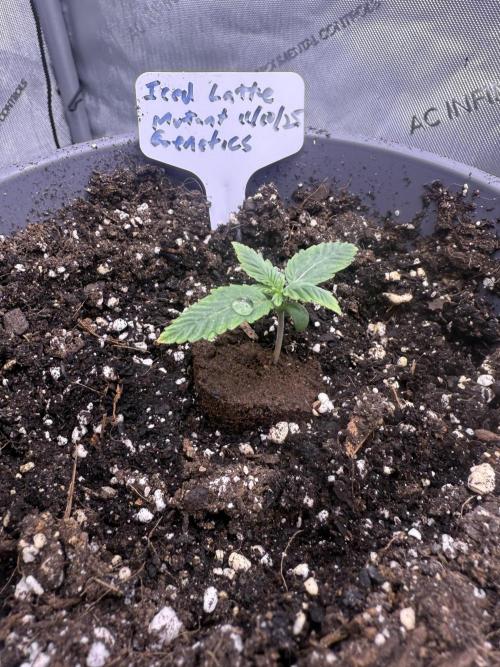 Iced Latte. Week 1 - Day 4