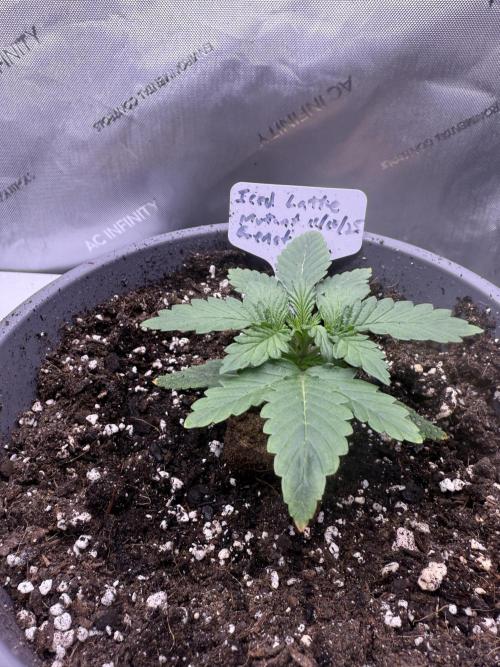 Iced Latte. Week 2 - Day 12