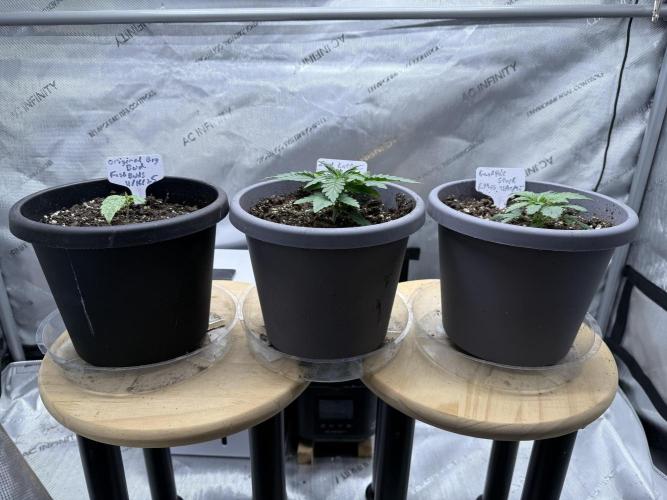 Iced Latte. Week 2 - Day 14