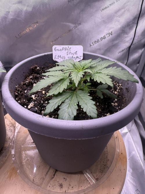 Grandpa’s Stash. Week 3 - Day 16