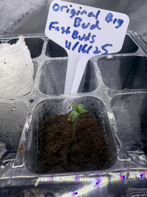 Original Big Bud. Week 1 - Day 1