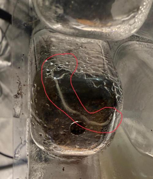 Original Big Bud. Week 1 - Day 1