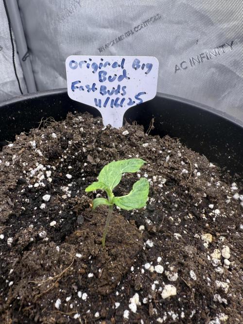 Original Big Bud. Week 2 - Day 8