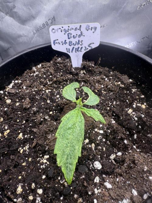 Original Big Bud. Week 2