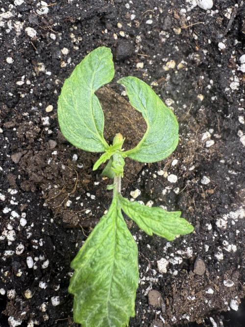 Original Big Bud. Week 2