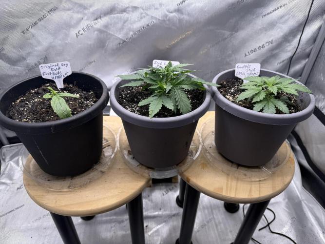 Original Big Bud. Week 2 - Day 12