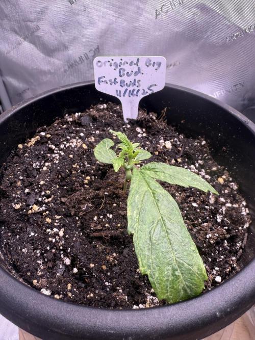 Original Big Bud. Week 2 - Day 12