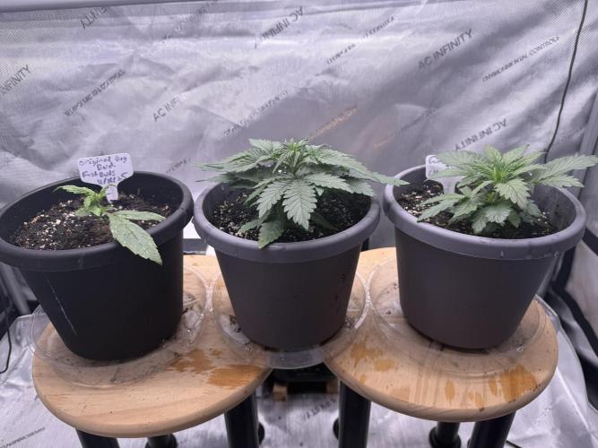 Grandpa’s Stash. Week 3 - Day 18