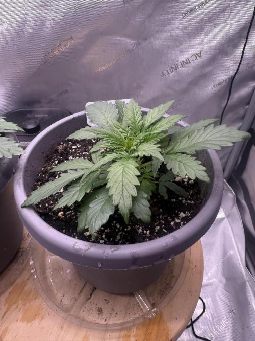 Grandpa’s Stash. Week 3 - Day 18