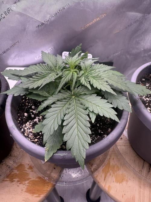 Iced Latte. Week 3 - Day 18