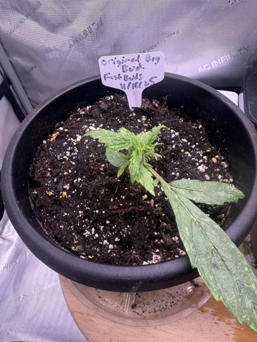 Original Big Bud. Week 2 - Day 14