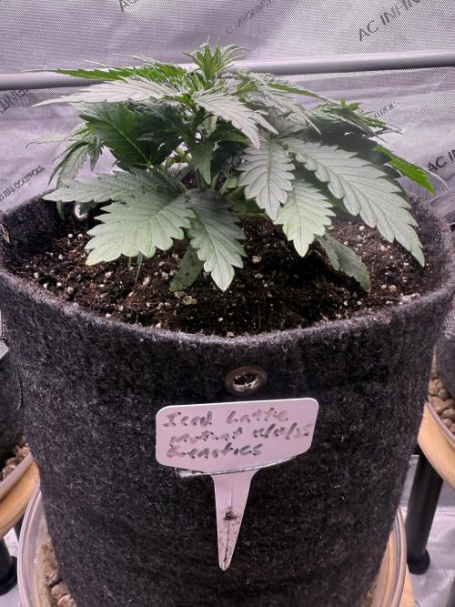 Iced Latte. Week 3 - Day 20