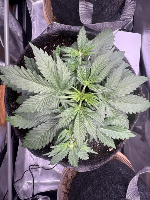 Iced Latte. Week 3 - Day 20