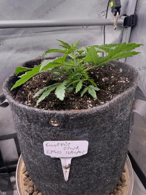 Grandpa’s Stash. Week 3 - Day 20