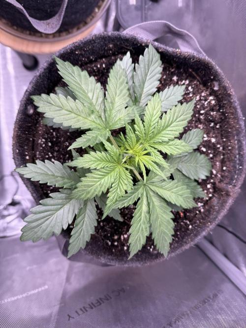 Grandpa’s Stash. Week 3 - Day 20