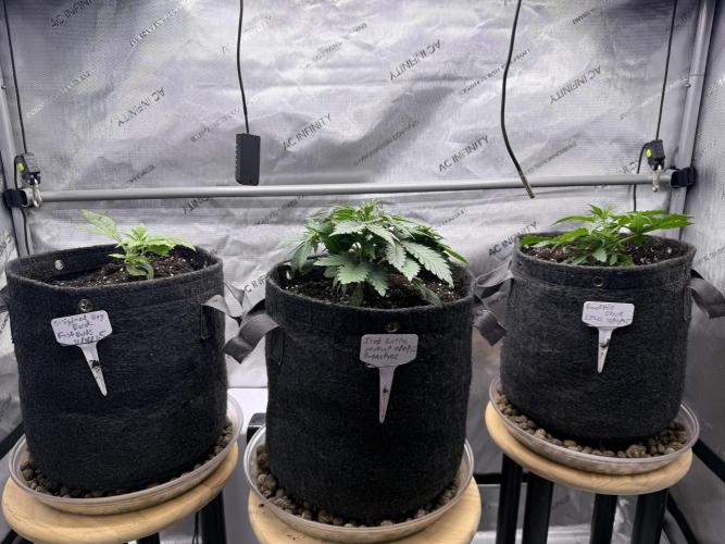 Original Big Bud. Week 3 - Day 16