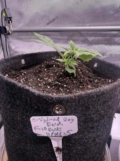 Original Big Bud. Week 3 - Day 16