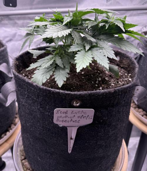 Iced Latte. Week 4 - Day 22